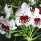 hidden-hawaii-the-spectacular-59th-annual-orchid-show-in-hilo-on-the-big-island