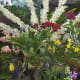 hidden-hawaii-the-spectacular-59th-annual-orchid-show-in-hilo-on-the-big-island