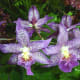 hidden-hawaii-the-spectacular-59th-annual-orchid-show-in-hilo-on-the-big-island