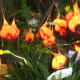 hidden-hawaii-the-spectacular-59th-annual-orchid-show-in-hilo-on-the-big-island