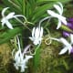 hidden-hawaii-the-spectacular-59th-annual-orchid-show-in-hilo-on-the-big-island