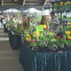 hidden-hawaii-the-spectacular-59th-annual-orchid-show-in-hilo-on-the-big-island