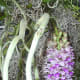 hidden-hawaii-the-spectacular-59th-annual-orchid-show-in-hilo-on-the-big-island