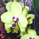 hidden-hawaii-the-spectacular-59th-annual-orchid-show-in-hilo-on-the-big-island