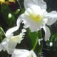 hidden-hawaii-the-spectacular-59th-annual-orchid-show-in-hilo-on-the-big-island