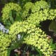 hidden-hawaii-the-spectacular-59th-annual-orchid-show-in-hilo-on-the-big-island