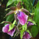 hidden-hawaii-the-spectacular-59th-annual-orchid-show-in-hilo-on-the-big-island