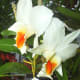 hidden-hawaii-the-spectacular-59th-annual-orchid-show-in-hilo-on-the-big-island