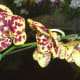 hidden-hawaii-the-spectacular-59th-annual-orchid-show-in-hilo-on-the-big-island