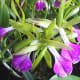 hidden-hawaii-the-spectacular-59th-annual-orchid-show-in-hilo-on-the-big-island