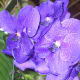 hidden-hawaii-the-spectacular-59th-annual-orchid-show-in-hilo-on-the-big-island