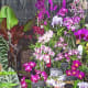 hidden-hawaii-the-spectacular-59th-annual-orchid-show-in-hilo-on-the-big-island