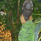 hidden-hawaii-the-spectacular-59th-annual-orchid-show-in-hilo-on-the-big-island