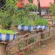 Many villagers have plant tubs made out of old tyres for growing herbs etc, typically, painted in the village colours - blue and white for Nanokhong