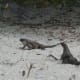 The endangered Exuma Islands iquanas on Leaf Cay, Bahamas.