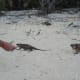 Feeding the iquanas grapes off of sticks on Leaf Cay.