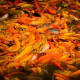 Fish Feeding: Feed some school of koi