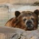 Lions and Tigers and Bears! This funny guy is just a few of the great bears at the San Antonio Zoo!