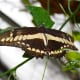 The San Antonio Zoo has an enclosed butterfly exhibit. The delicate creatures land on your arms and flit above you while you stroll through the paths.