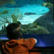Sea turtles, several species of fish, and Moray eels also call this tank home.