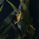 A leafy sea dragon in a tank.