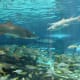 The shark tank at this aquarium is large, with many species!