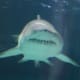 A shark heads right toward us in the shark tunnel at the Ripley's Aquarium!