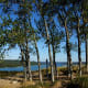 These trees are probably twice as tall as they appear in the photo because the sand has covered them as they continue to grow.