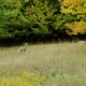 Doe and two fawns at Empire Bluff Trailhead