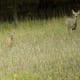 The reason these two look like, well, deer caught in the headlights, is that as I was taking this shot, two deer bow hunters dressed in camouflage walked by on the way to their hunting spot.