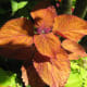 Attractive leaves in a flower pot near the pier