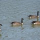 Cackling Geese (Branta hutchinsii)
