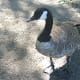 A Canada goose