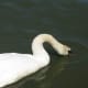 Another view of a mute swan