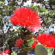 Red lehua flowers (Metrosideros polymorpha)