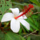Rare native Hawaiian white hibiscus (Hibiscus waimeae)