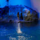 Dolphin show at the Shedd Aquarium on Chicago's lakefront.