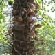 Cannonball Tree - Waimea Valley, Oahu