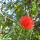 Waimea Valley, Oahu