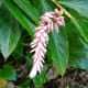Beautiful tropical flowers in the Waimea Falls Park, Oahu