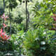 Lush botanical gardens in Waimea Falls Park
