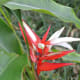 Heliconia plant - Waimea Falls Park, Oahu