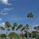 Disney's Hollywood Studios - Palm trees outside of the park