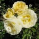 Shades of yellow