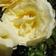 The heart of a rose