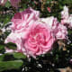 Different shades of pink