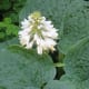 Another plant in the rock garden