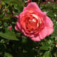 Even a single flower can be beautiful.
