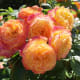 Orange and pink