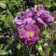 I love the rich colour of these flowers.
